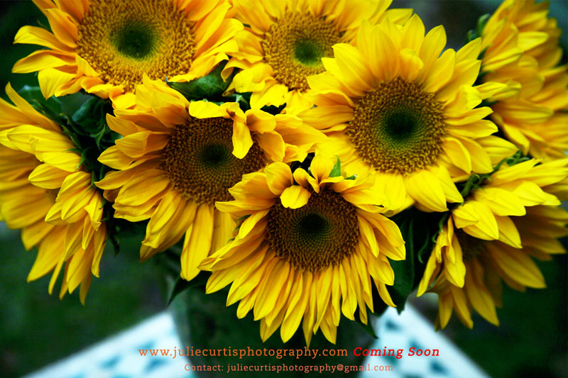 Julie Curtis Photography